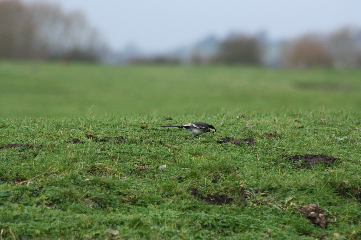 Bachstelze - ML646976723