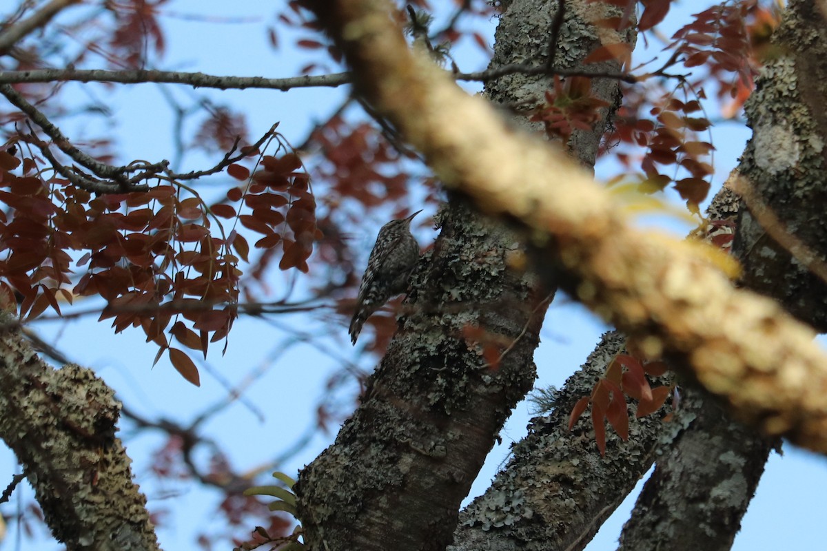 African Spotted Creeper - ML646976724