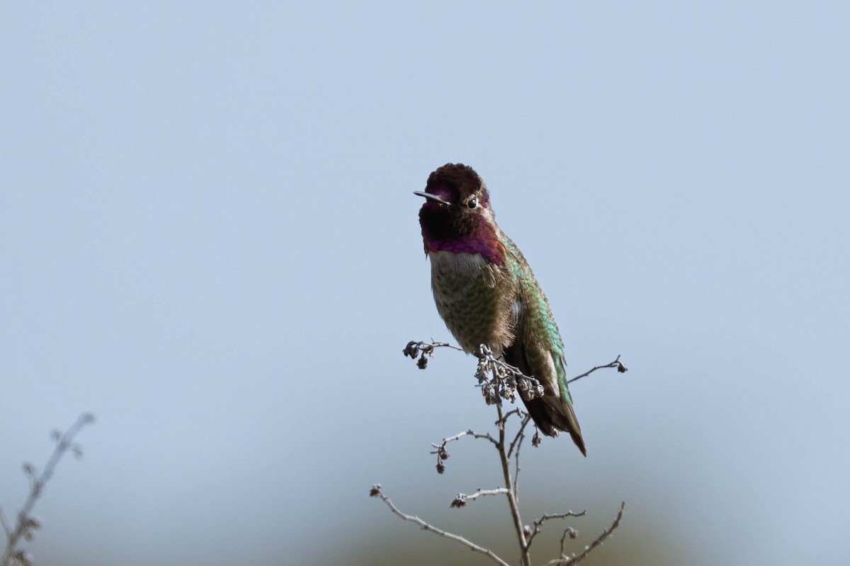 rødmaskekolibri - ML646976727