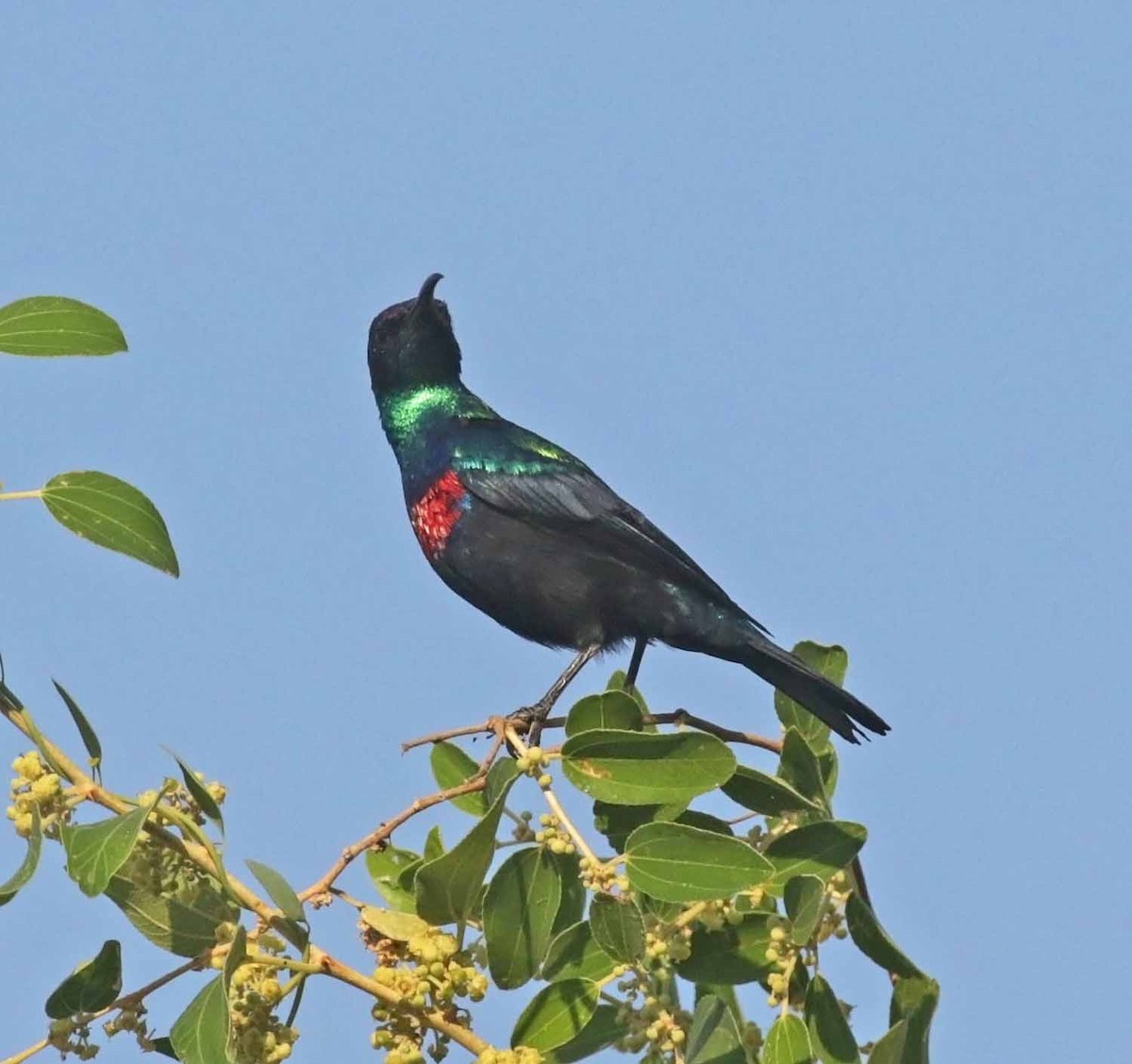 Arabian Sunbird - ML646976730