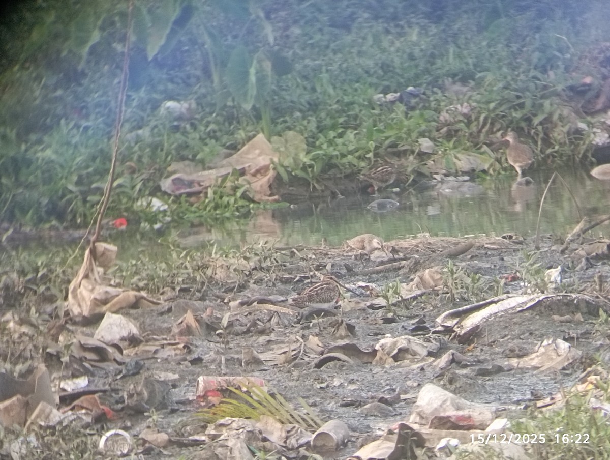 Common Snipe - ML646976736