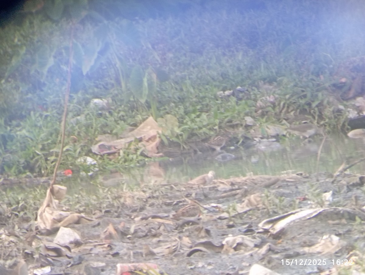 Common Snipe - ML646976737