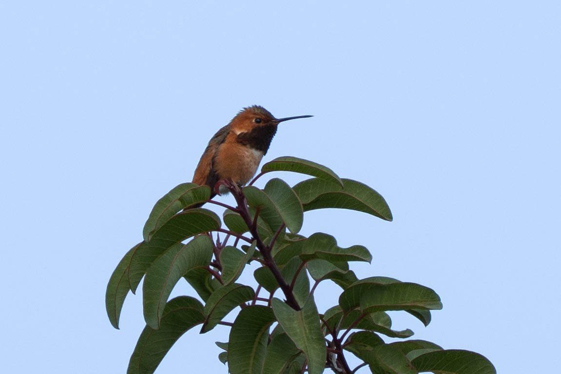 chaparralkolibri - ML646976740