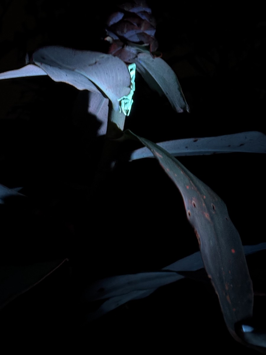 Trinidad thick Tailed Scorpion - ML646976741