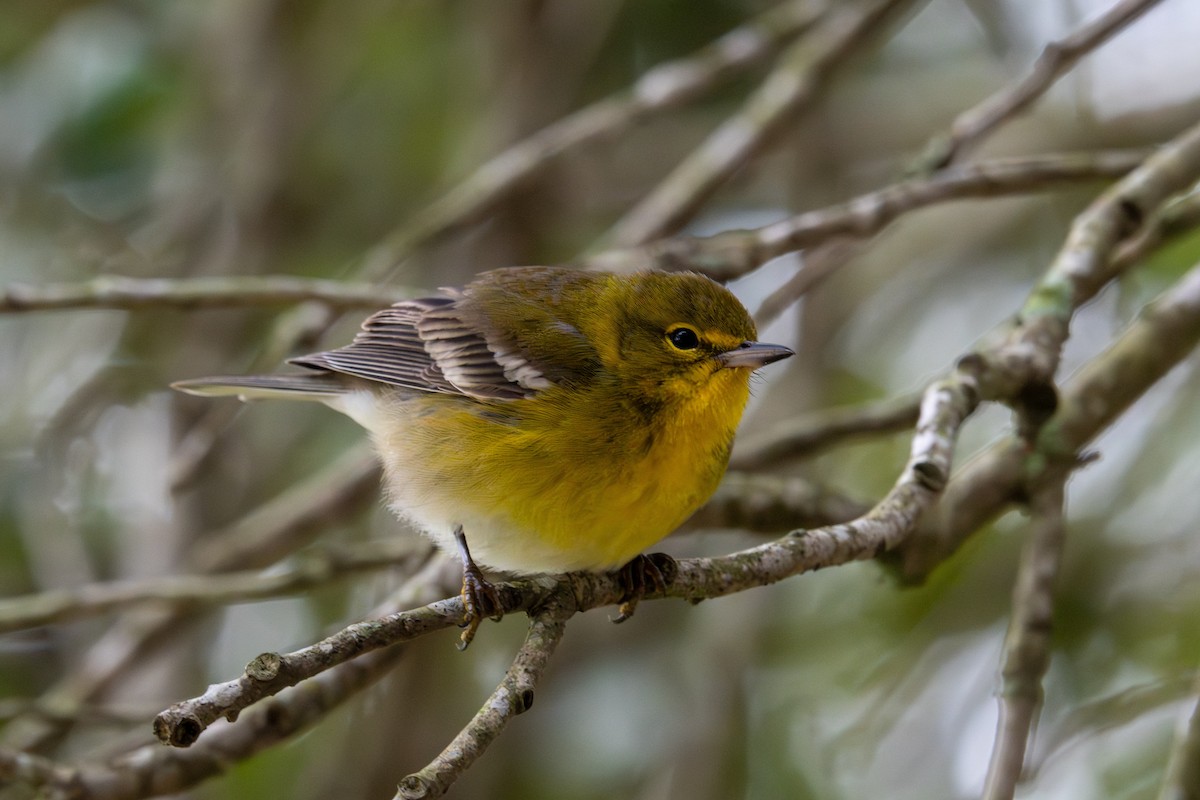 סבכון אורנים - ML646976748
