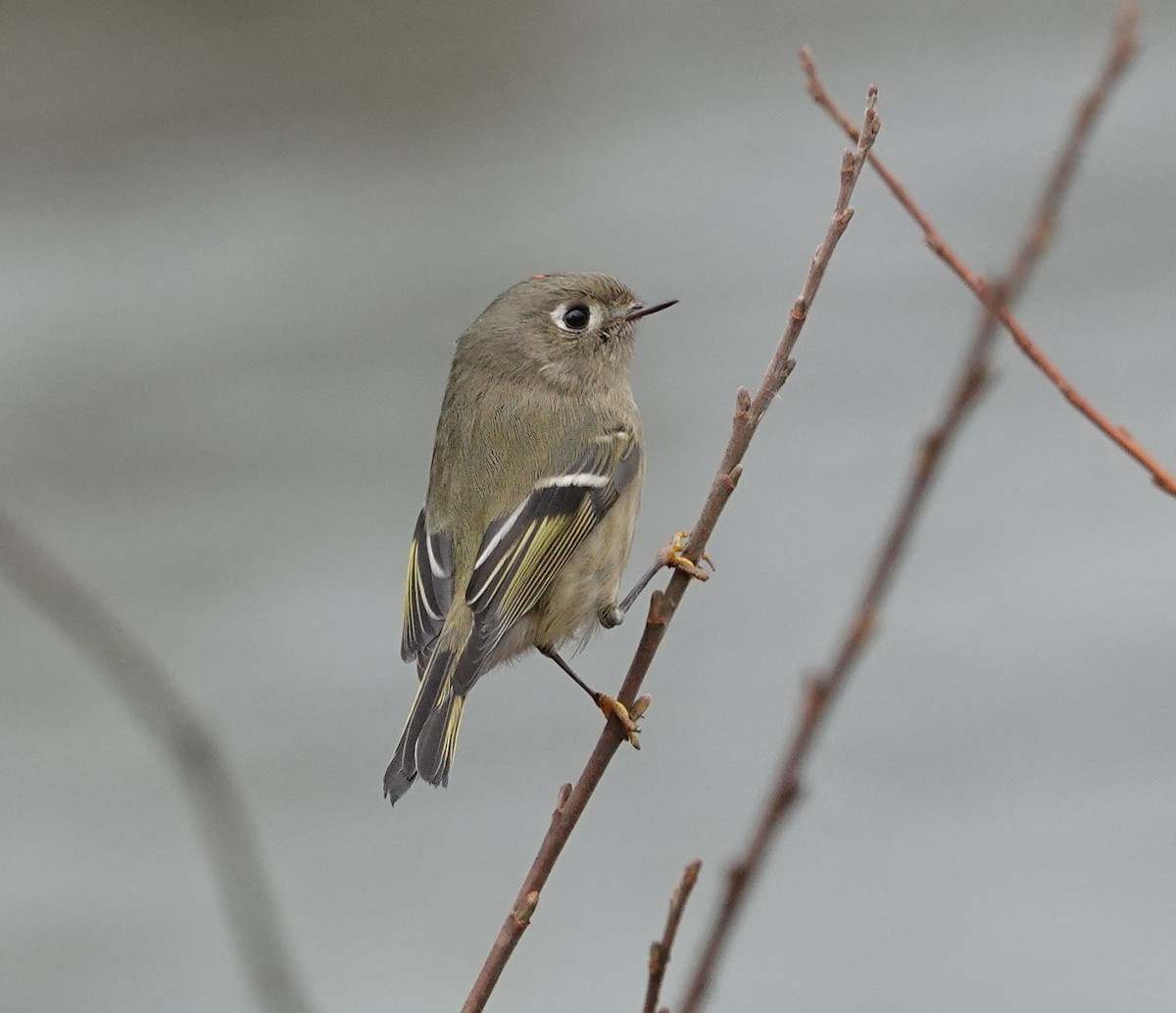 Рубиноголовый королёк - ML646976753