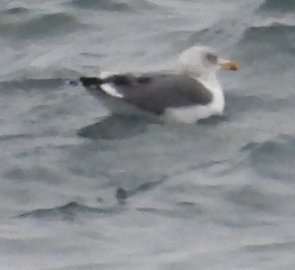 Lesser Black-backed Gull - ML646976761
