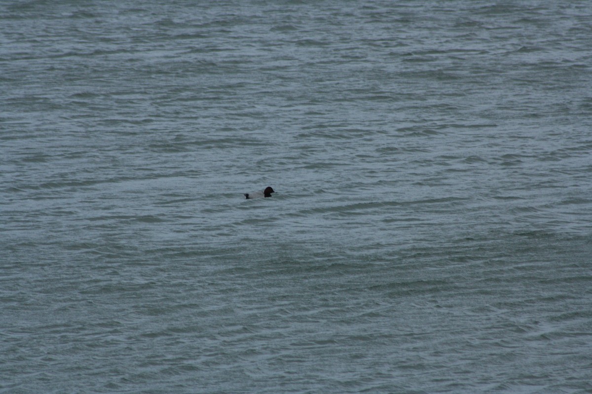 Tafelente - ML646976764