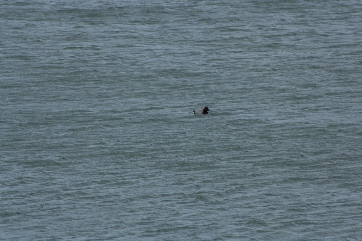 Tafelente - ML646976765