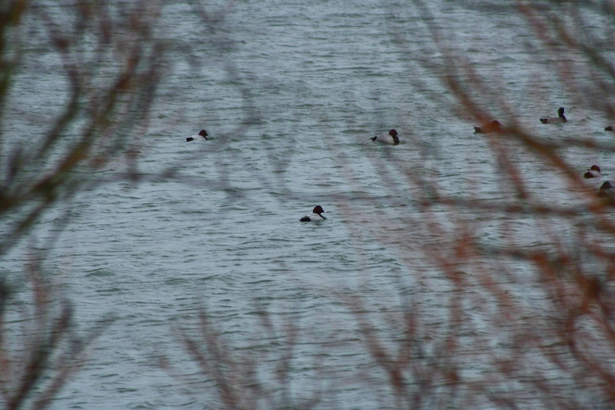 Tafelente - ML646976766