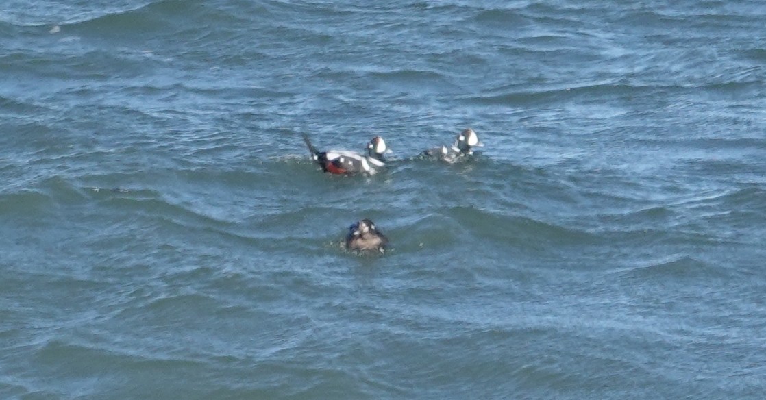 Palyaço Ördeği - ML646976776