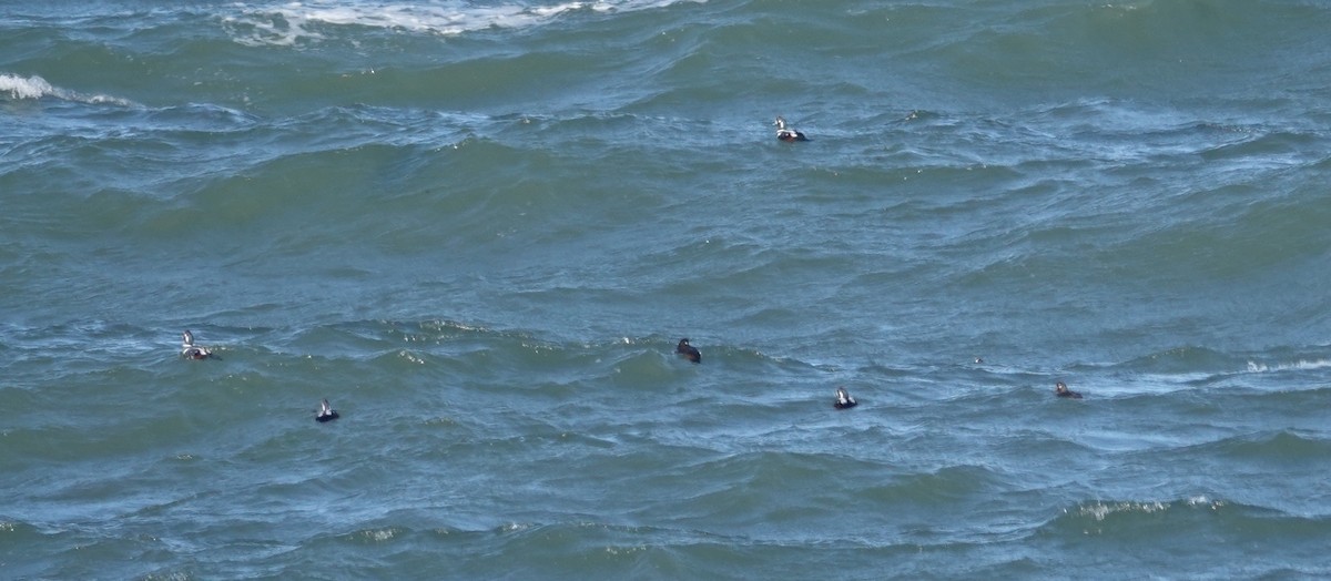 Palyaço Ördeği - ML646976777