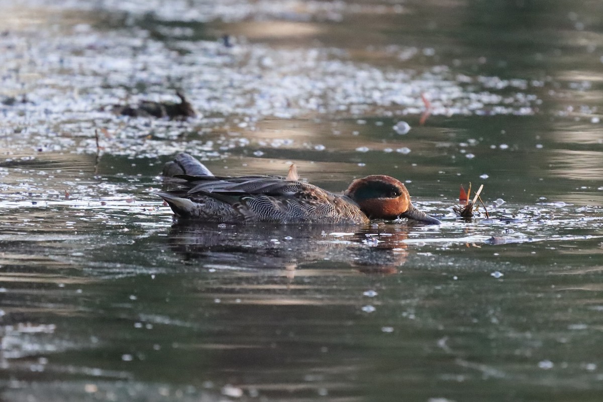 Ногоохон нугас - ML646976779