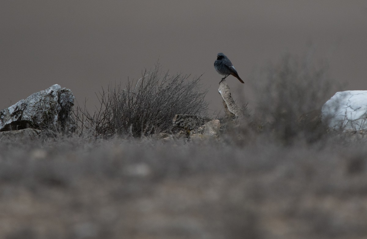 赭紅尾鴝 - ML646976780