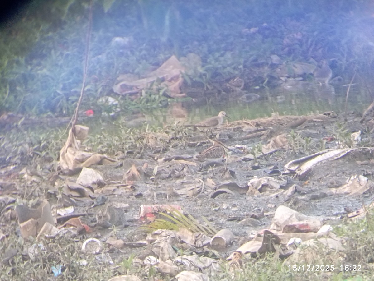 Curlew Sandpiper - ML646976781