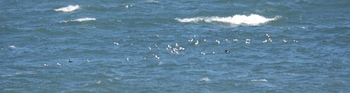 Telkuyruk - ML646976784