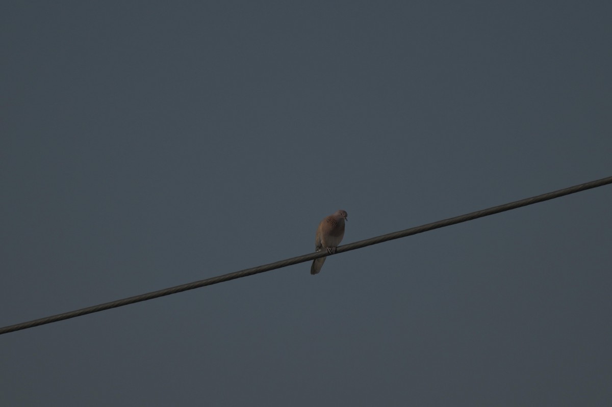 Laughing Dove - ML646976786