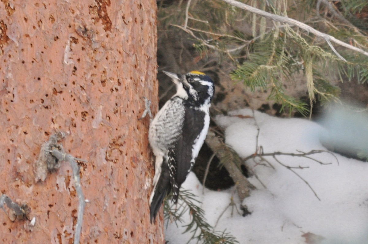 Американский трёхпалый дятел - ML646976787