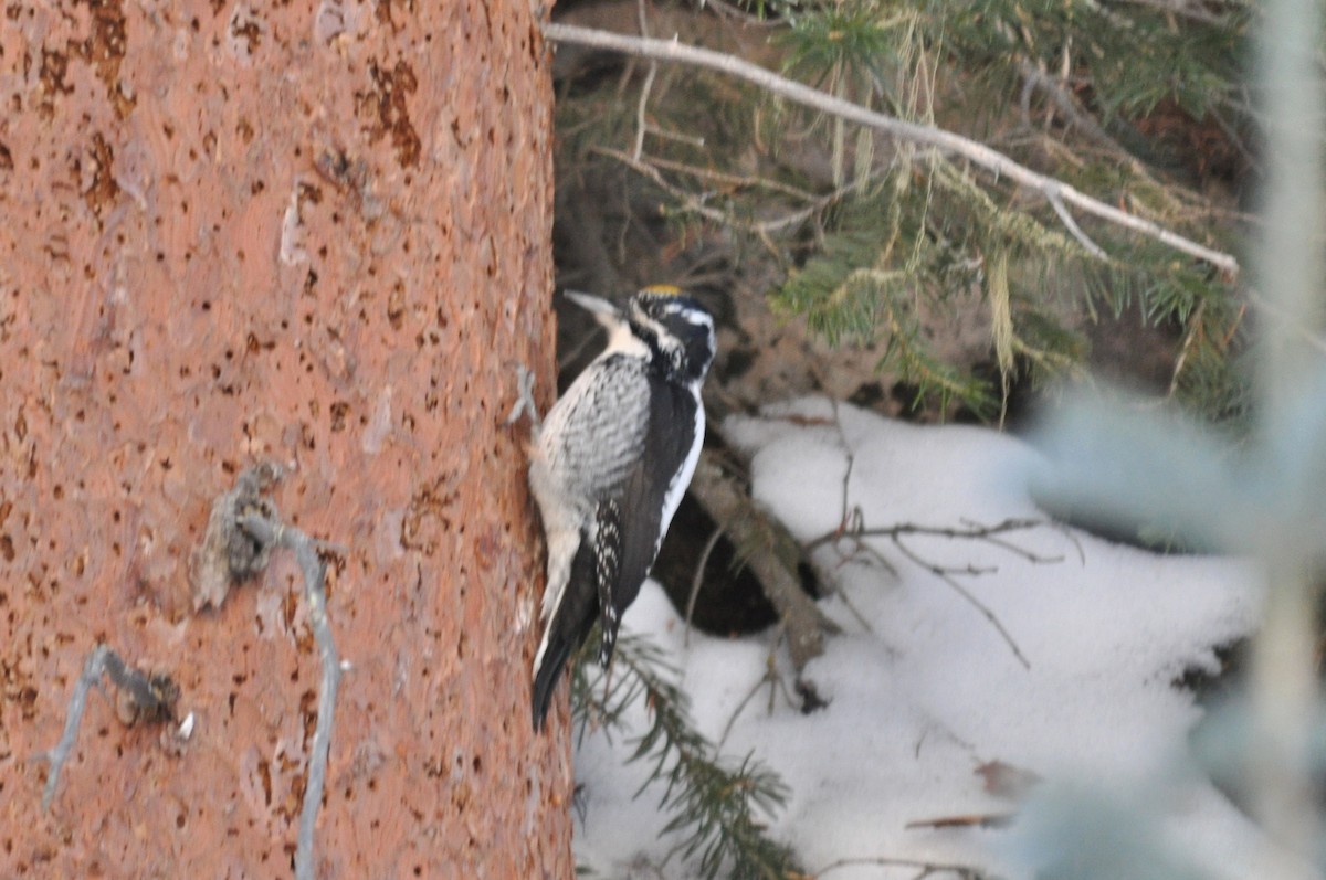 Американский трёхпалый дятел - ML646976788