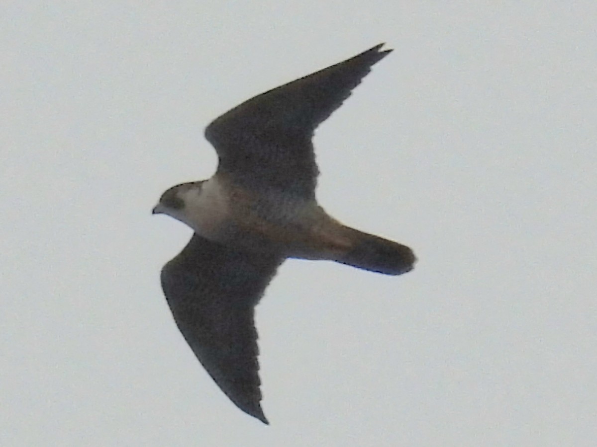 sokol stěhovavý - ML646976790