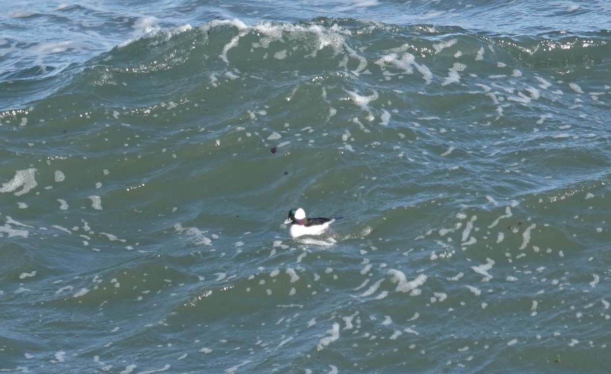 Ak Yanaklı Ördek - ML646976791