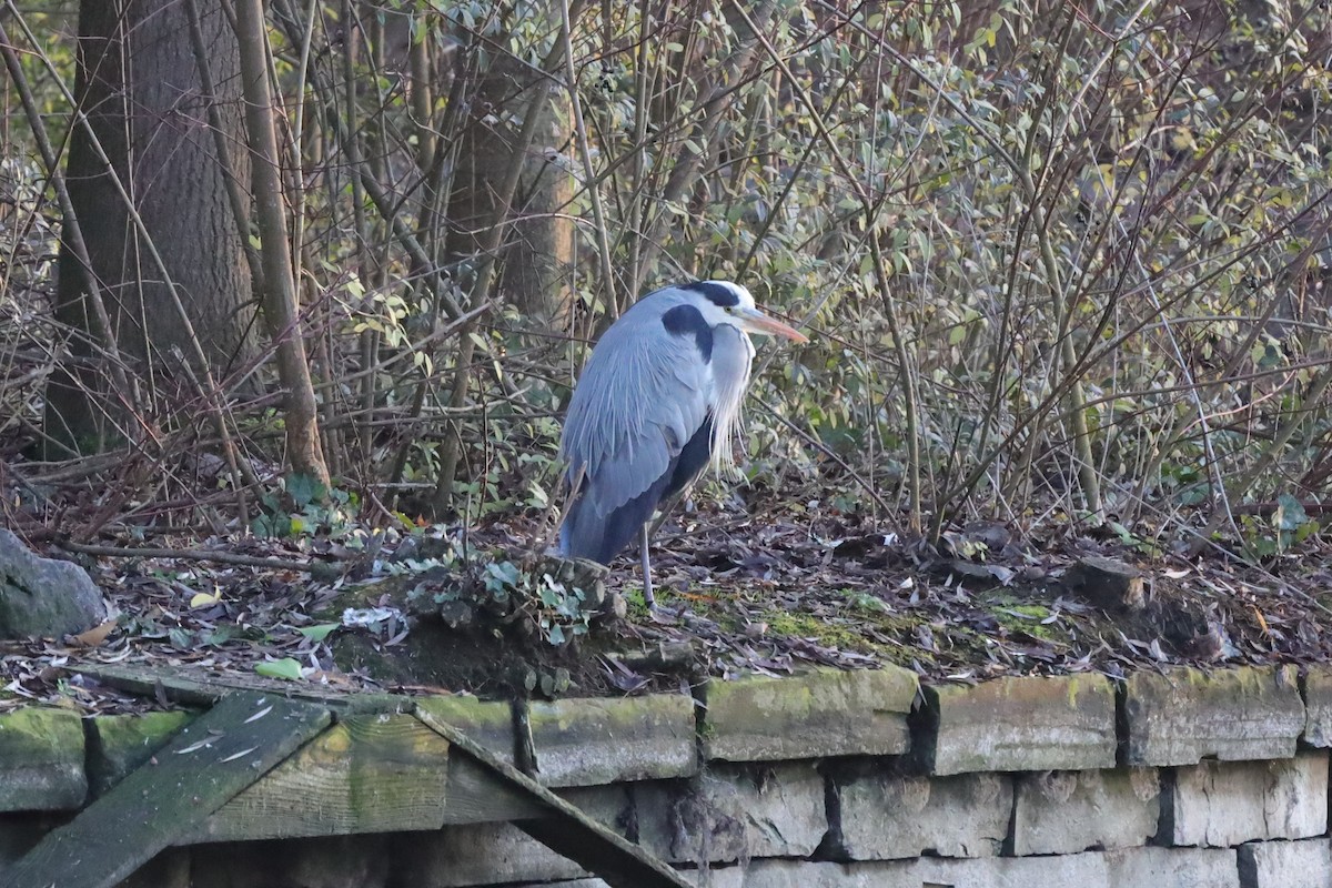 Хөх дэглий - ML646976792