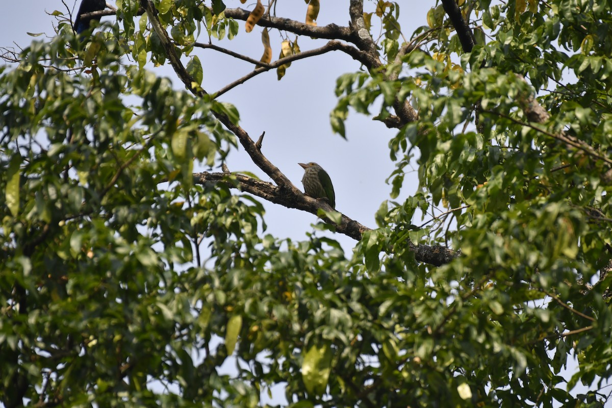 Lineated Barbet - ML646976795