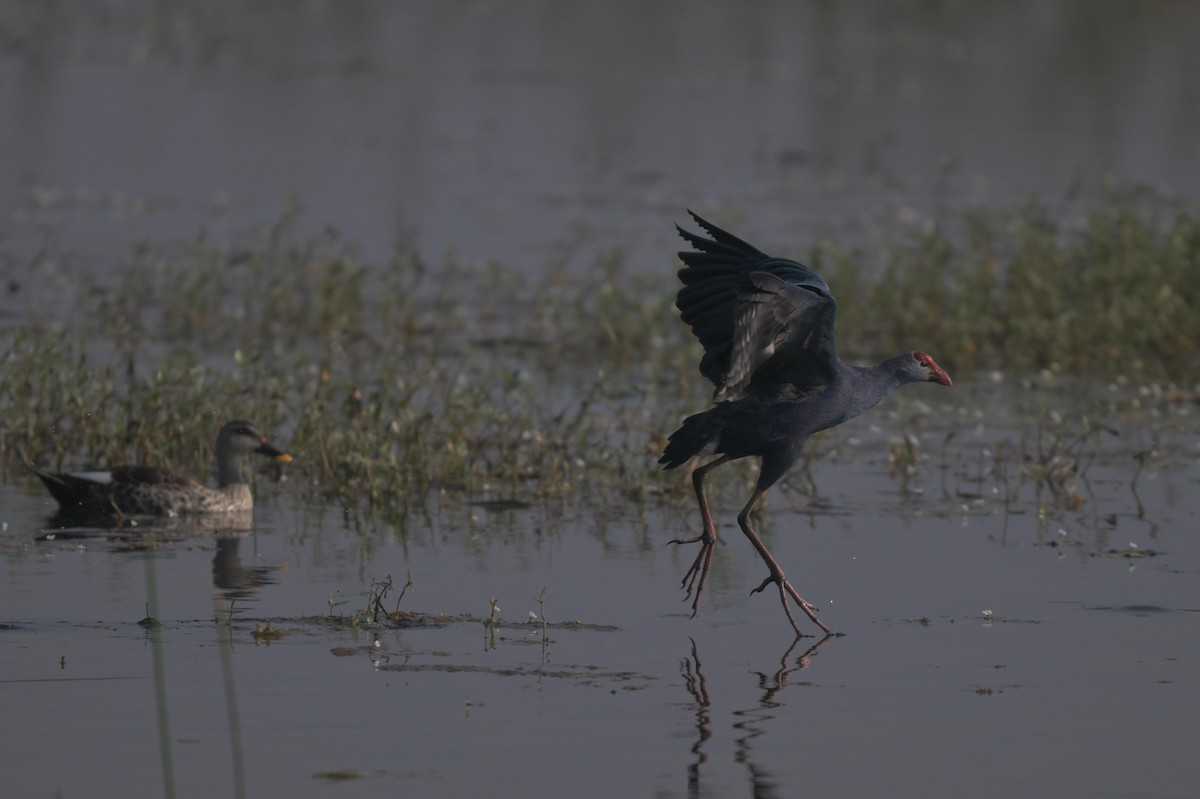 slípka šedohlavá - ML646976797