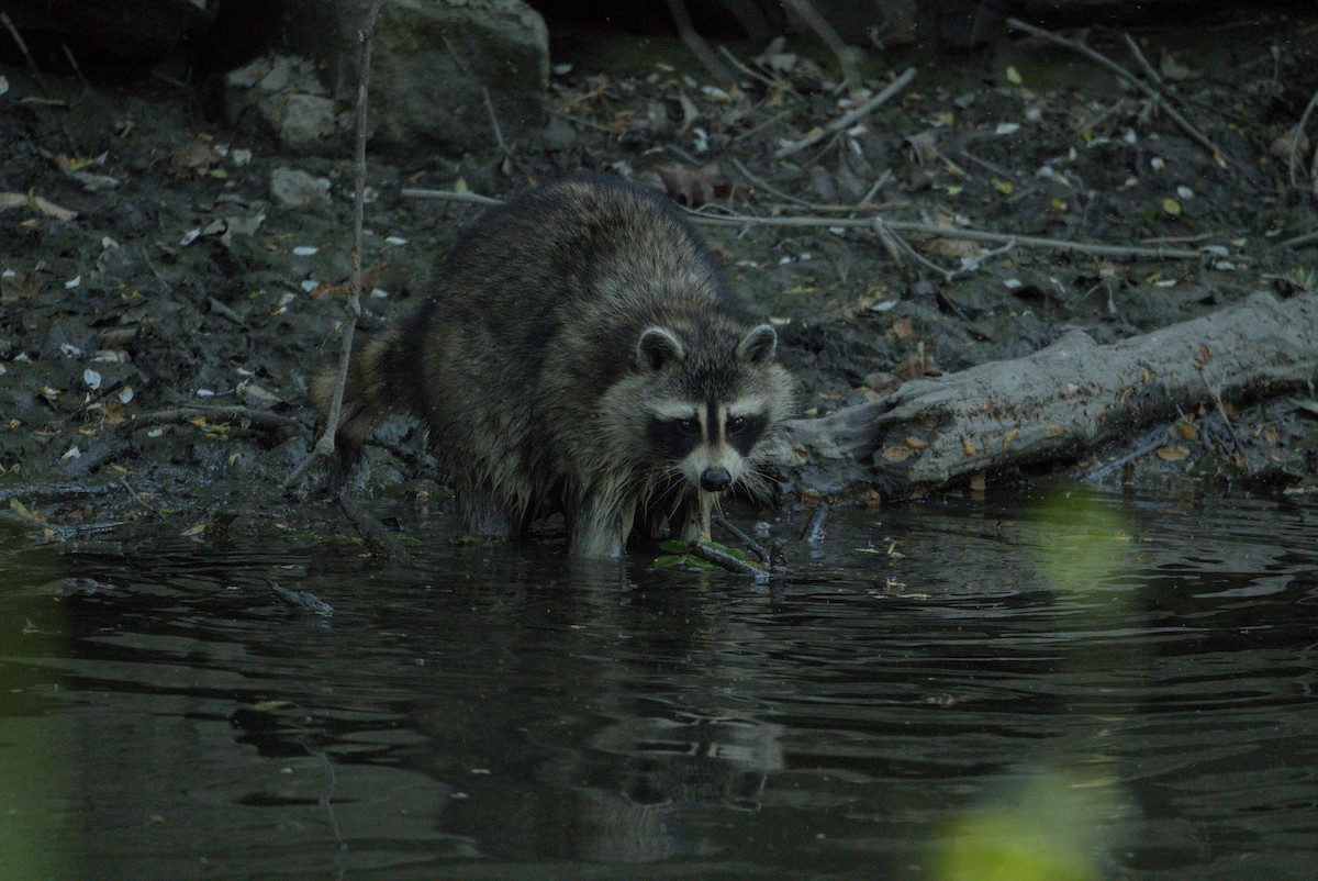 Common Raccoon - ML646976799