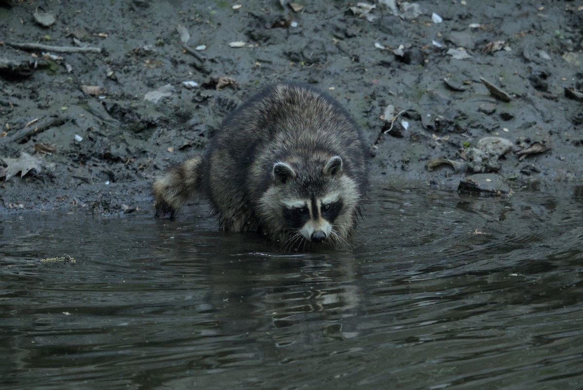 Common Raccoon - ML646976807