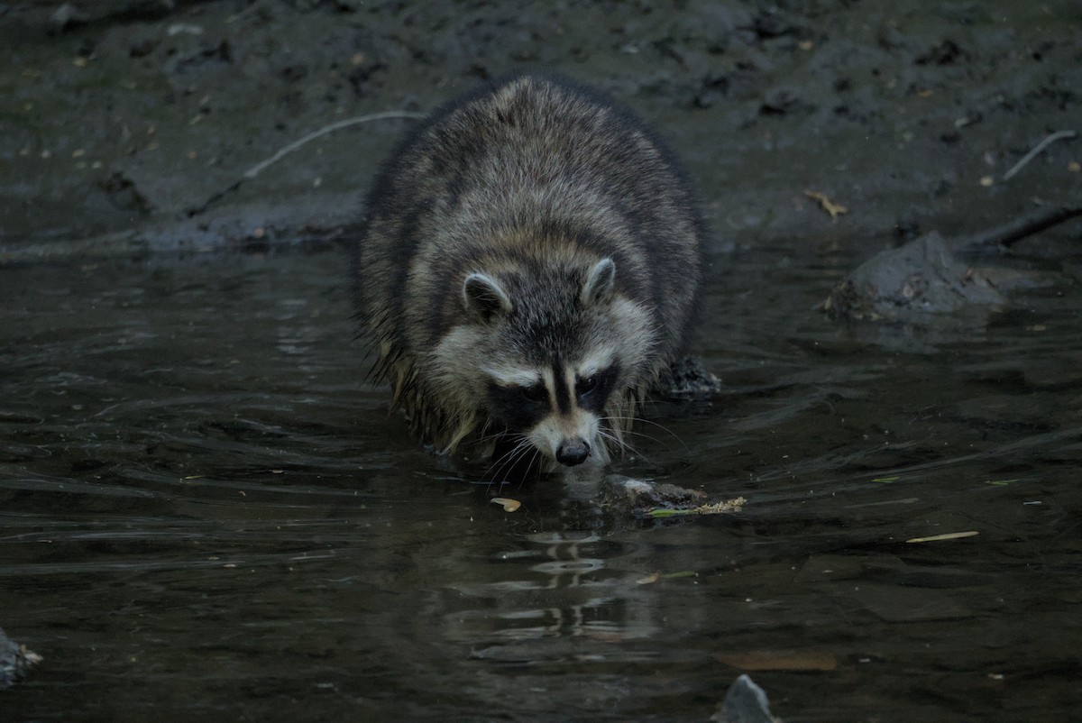 Common Raccoon - ML646976808
