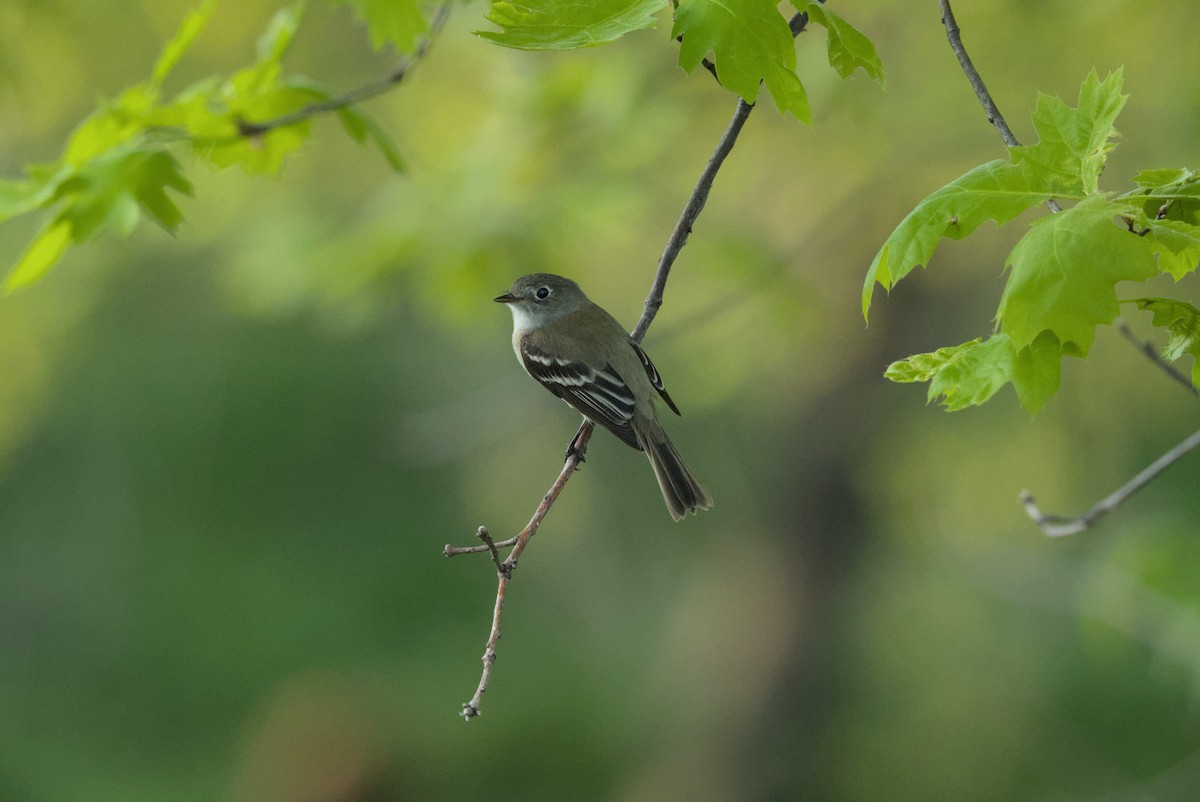 småempid - ML646976809