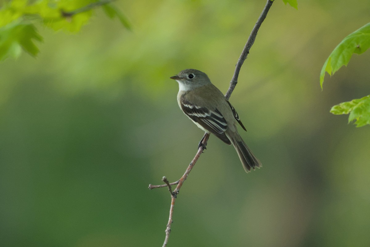 småempid - ML646976810