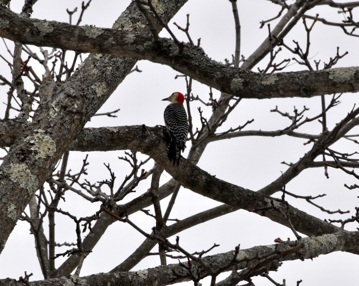 Red-bellied Woodpecker - ML646976811