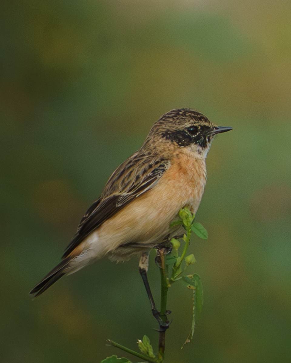 Siberian Stonechat - ML646976813