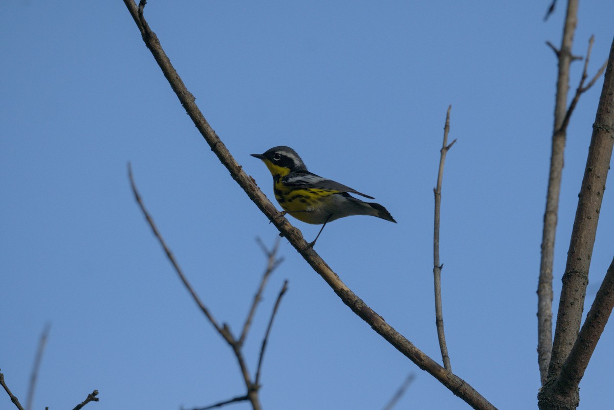 magnoliaparula - ML646976815