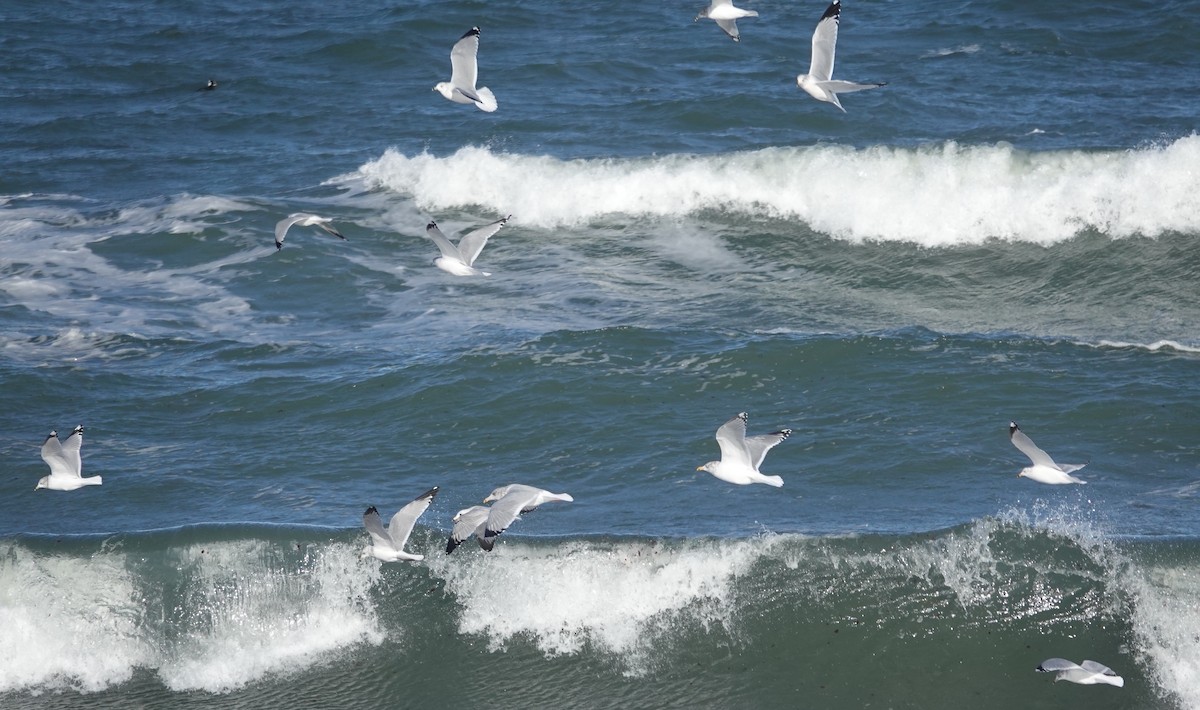 Amerika Gümüş Martısı - ML646976823