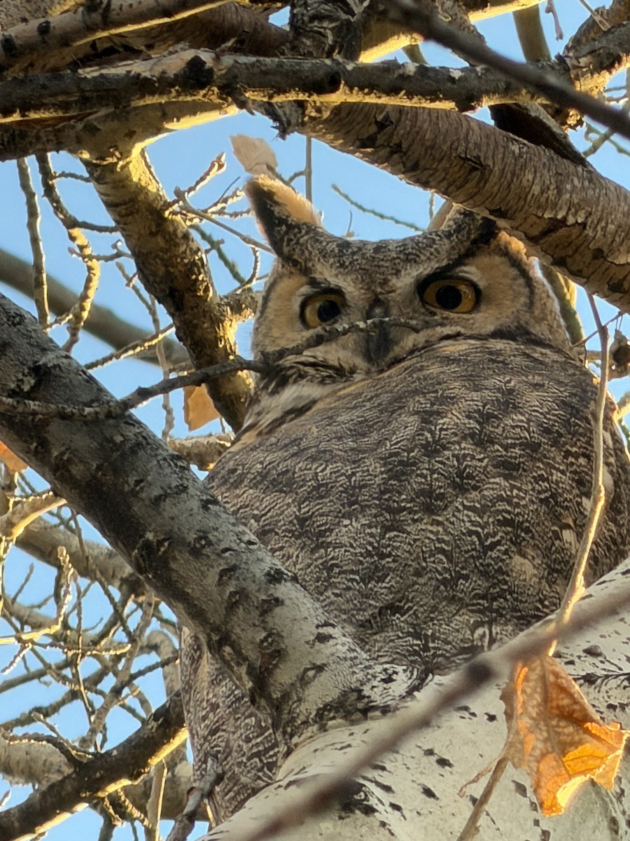 Great Horned Owl - ML646976824