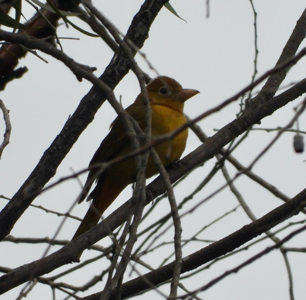 Summer Tanager - ML646976827