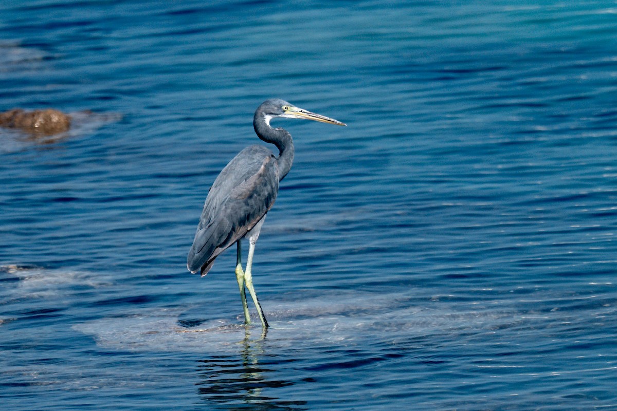 Western Reef-Heron - ML646976832