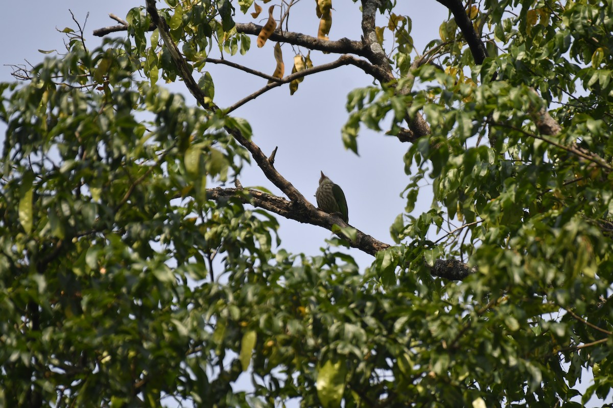 Lineated Barbet - ML646976839