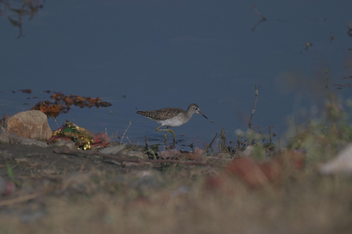 vodouš bahenní - ML646976841