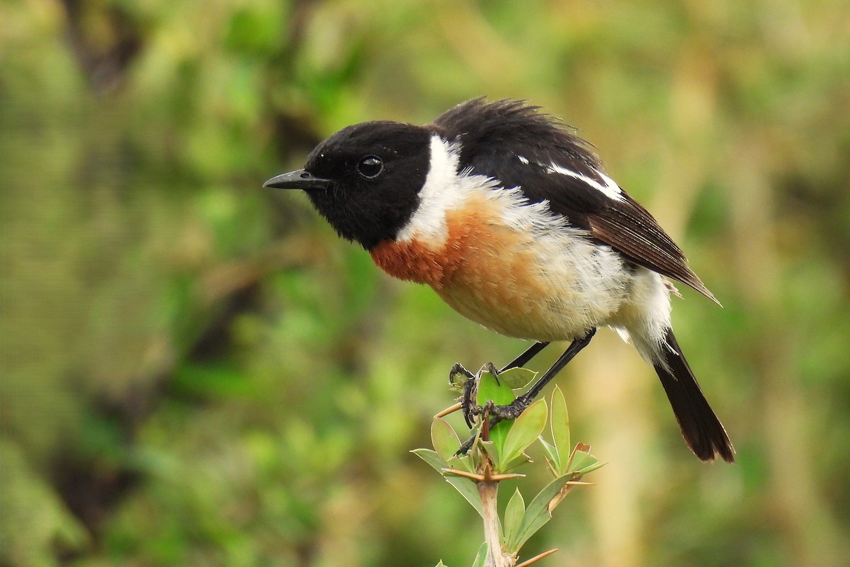 シベリアノビタキ - ML646976846