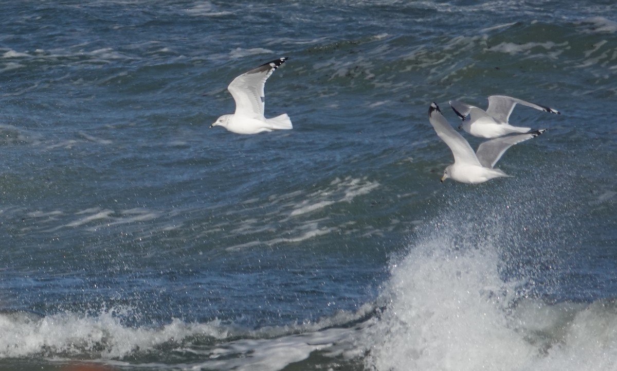 Halkalı Martı - ML646976849