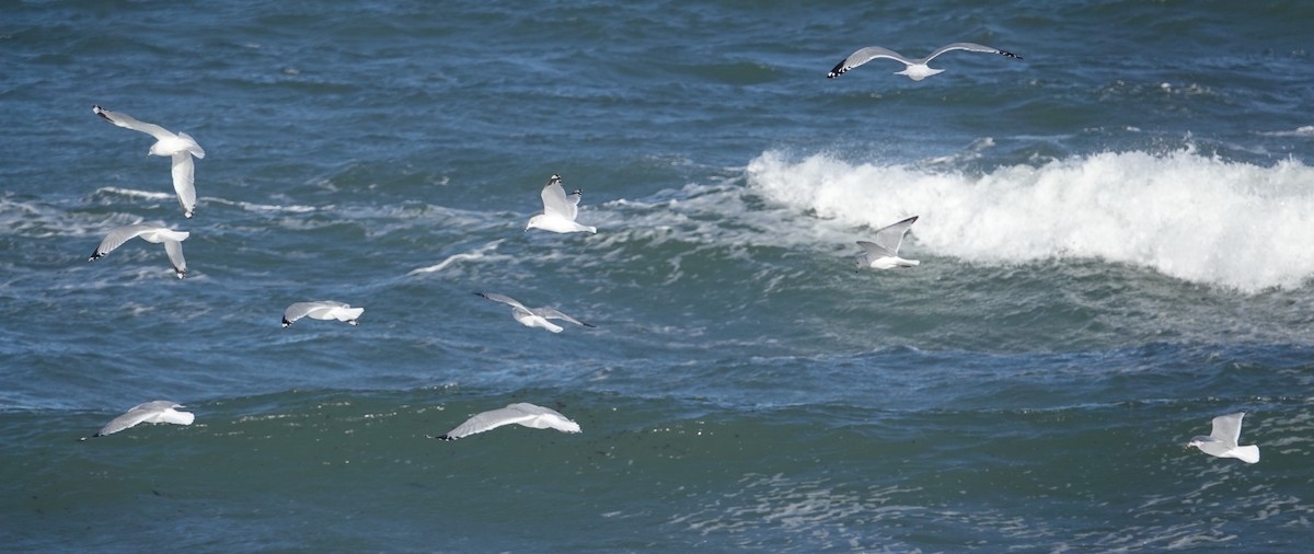 Halkalı Martı - ML646976850