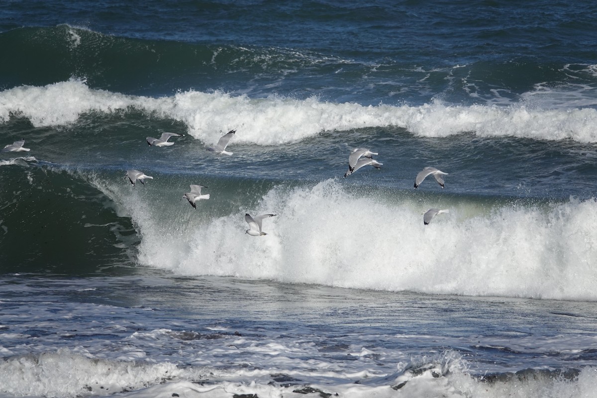 Halkalı Martı - ML646976852