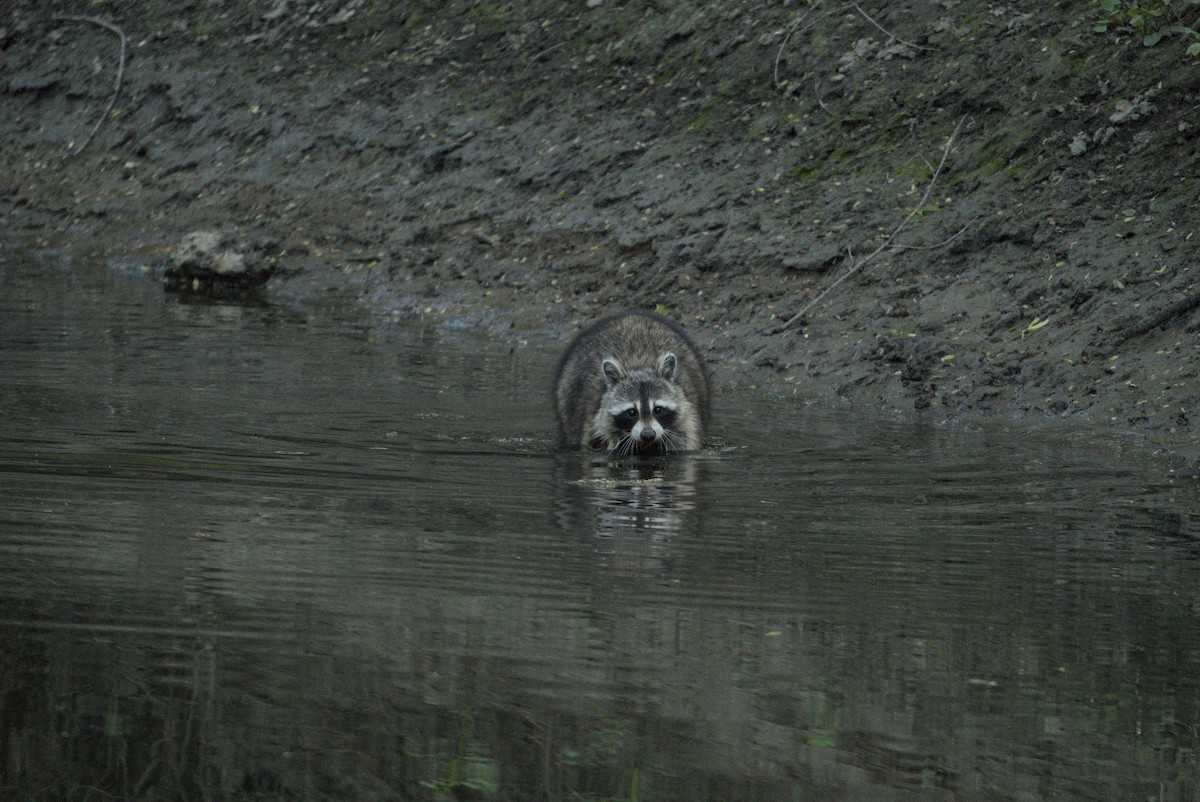 Common Raccoon - ML646976854