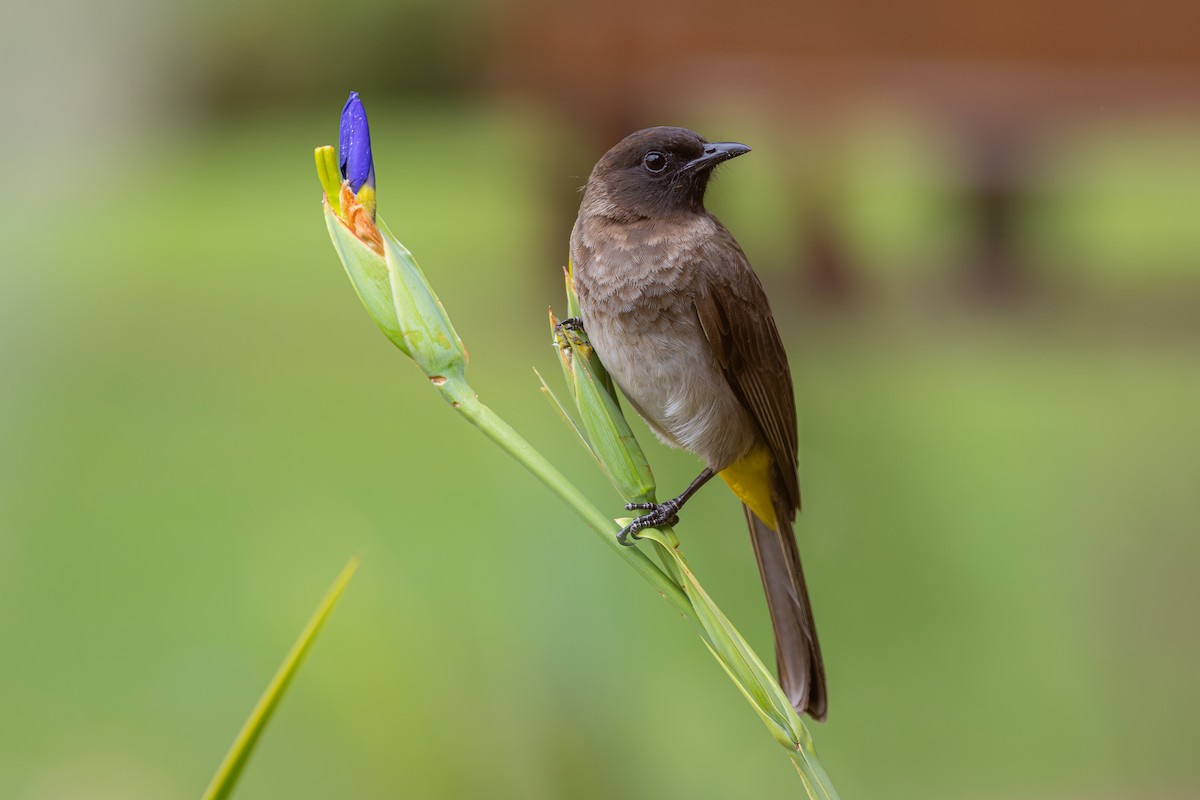 hagebylbyl (tricolor gr.) - ML646976860