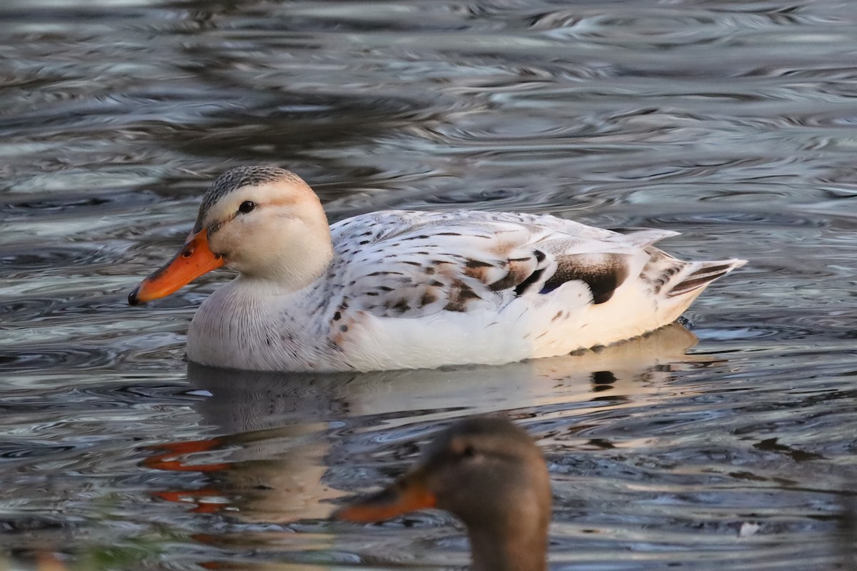 Тэжээмэл нугас - ML646976861