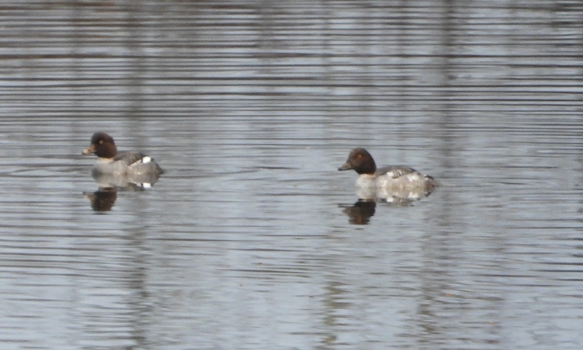 キタホオジロガモ - ML646976862